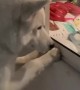 Husky Eagerly Watches Baby Bunnies