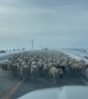 Sea of Sheep Causes Traffic Jam in Wyoming