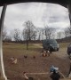 Delivery Driver Startled by Chickens