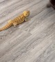 Bearded Dragon and French Bulldog Play Together