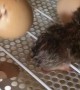 Baby Chick Needs A Hand