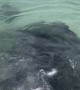 Massive Stingray On The Beach