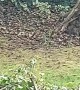 Hyper Grey Squirrel Bounces and Rolls Around Garden