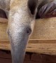 Otis The Snoozy Anteater Shows Off Long Tongue