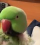 Parrot Wants To Be An Opera Singer