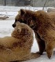 Bears Just Wanna Have Fun
