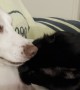 Dog And Cat Take Turns Licking Each Other