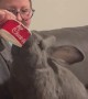 Rabbit Plays Tug of War for Chick-fil-A
