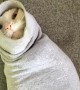Cat Gets Stuck in Sweatshirt Sleeve