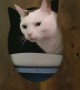 Cat Makes a Funny Face While Using the Litter Box