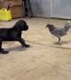 Cane Corso Puppy Plays With Chicken