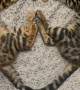 Heart Shaped Bengal Cats