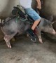 Little Boy Rides a Pig