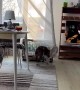 Hilarious moment dog wraps himself up in the curtain