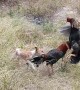 Puppy Tries to Stop Fighting Roosters