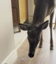 Puppy Greets Deer at the Door