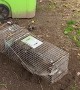 Man Screams When Releasing Raccoon