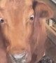 Cross-Eyed Cow Looks Like She Has Googly Eyes
