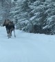 Encountering Moose Tracks On The Road