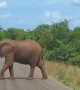 Herd of Elephants Crosses Road