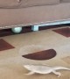 Bearded Dragon Chases After Cat Toy