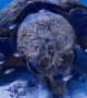 Albert The Curious Loggerhead Turtle