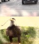 Eagle Works Hard For Their Dinner