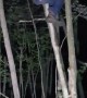 Tree Swinging Fail