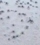 Blue Soldier Crabs Army Quickly Disappears into the Sand