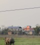 Rhino Runs Through the Streets of Nepal