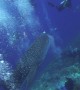 Curious Whale Shark Nips Diver