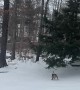 Dog Slides Down Icy Hill
