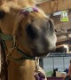 Horse's Lips Wiggle During Massage
