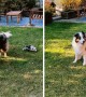 Energetic puppy runs circles around dog