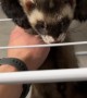 Chill Ferret Just Hangs Out