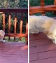 Eager puppy gets stuck in balcony railing