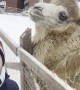 Angry Camel Nips at Man Trying to Take a Selfie