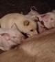 Puppy Tries to Nurse With Piglets