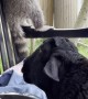 When a Raccoon and a Sheep are Best Friends