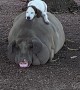 Giant Pig and Dog are Nap Buddies