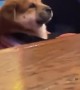 Precious Puppy Sits in Bar Stool