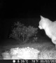 Sneaky Fox Grabs a Bite of Cat's Food
