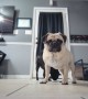 Pug Plays With Robot Camera