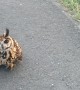 Owl Narrowly Avoids Getting Hit on Highway