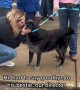 Senior dog gets epic sendoff to forever home