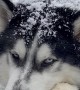 A Snow Loving Husky