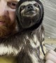 Making Sloth Friends