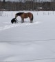 West Wind The Horse Loves Making Snow Angels