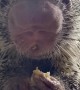 Sal The Porcupine Loves Bananas