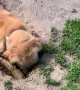 The Life Of A Muddy Golden